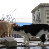 Colónia de gatos em Poço Mouro